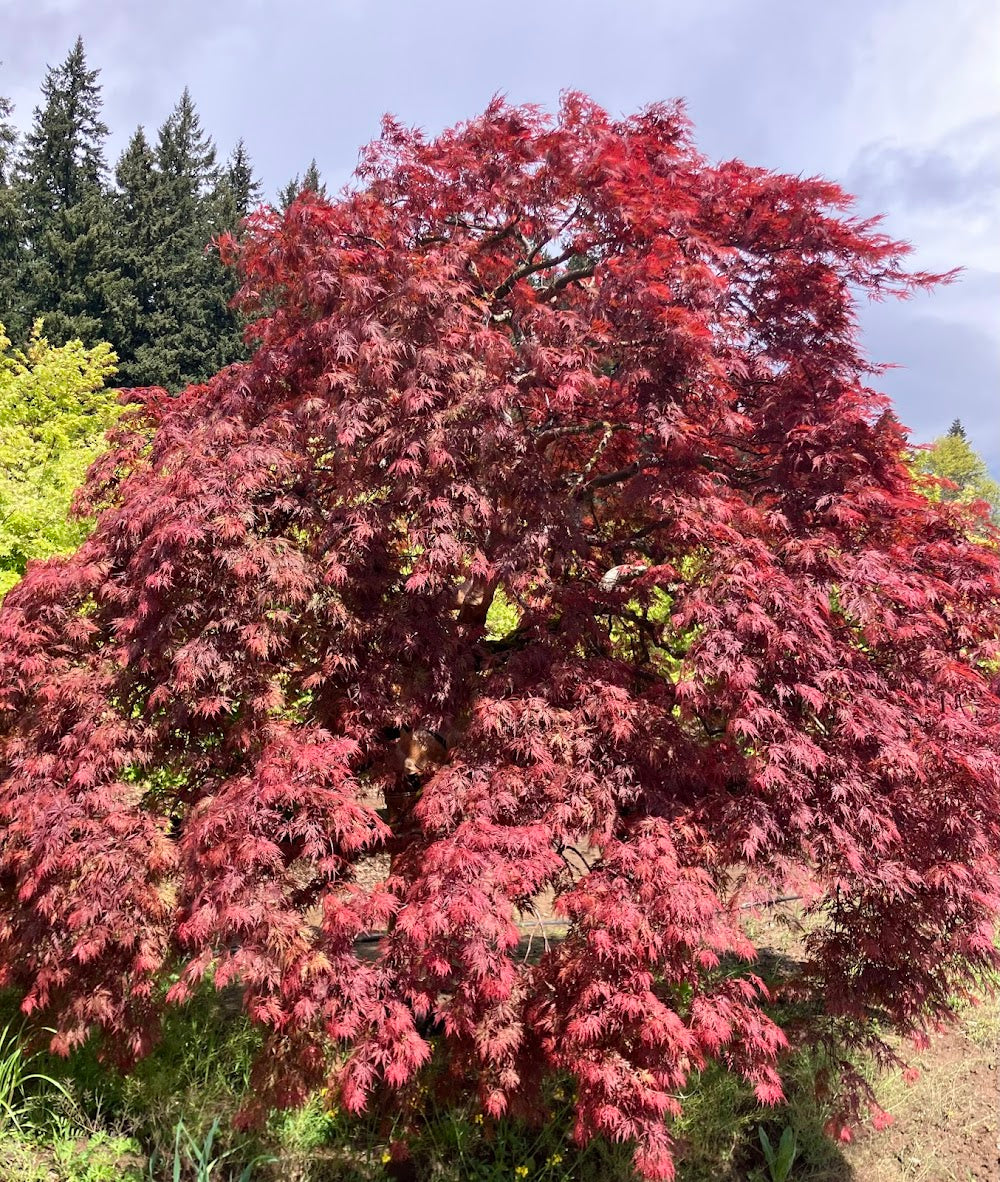 Acer palmatum 'Orangeola'