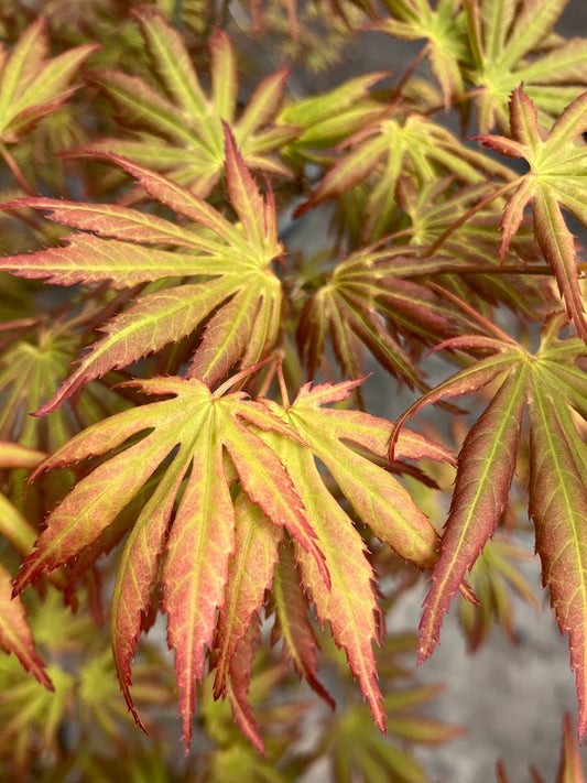 Acer palmatum 'Green Trompenburg'