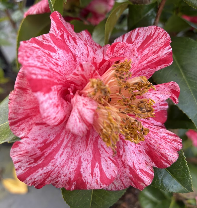 Camellia 'Guiseppe Traverso'