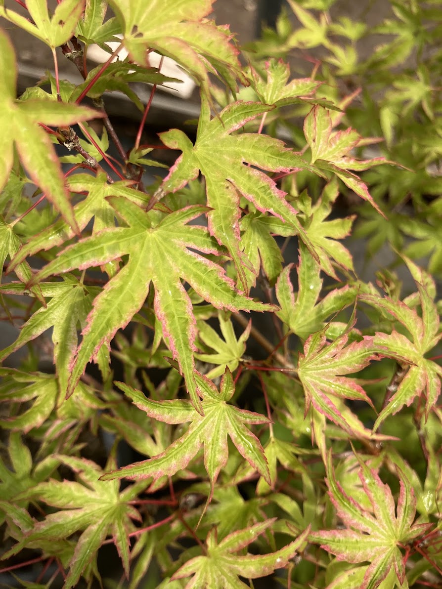 Acer palmatum 'Shin Hikasa' RARE
