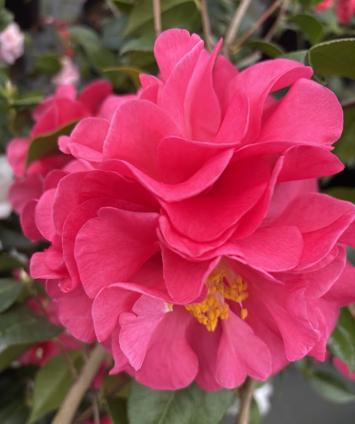 Camellia 'Miss Sally'