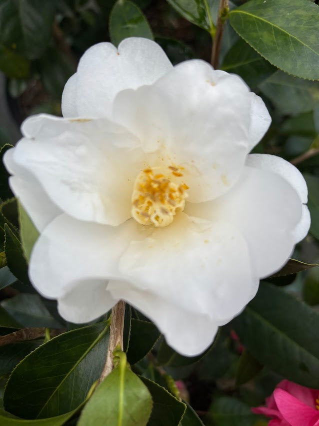 Camellia 'White Pine Cone'