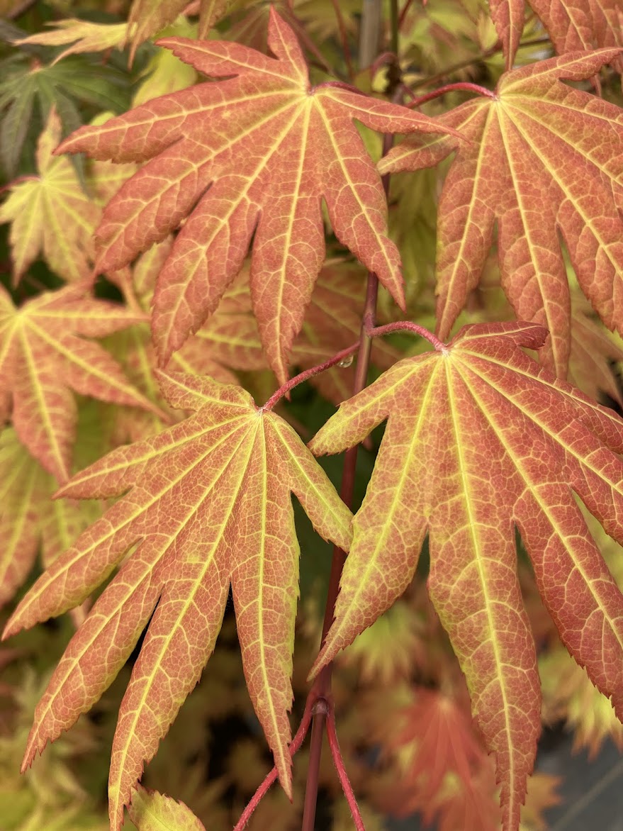 Acer shirasawanum 'Munn 001