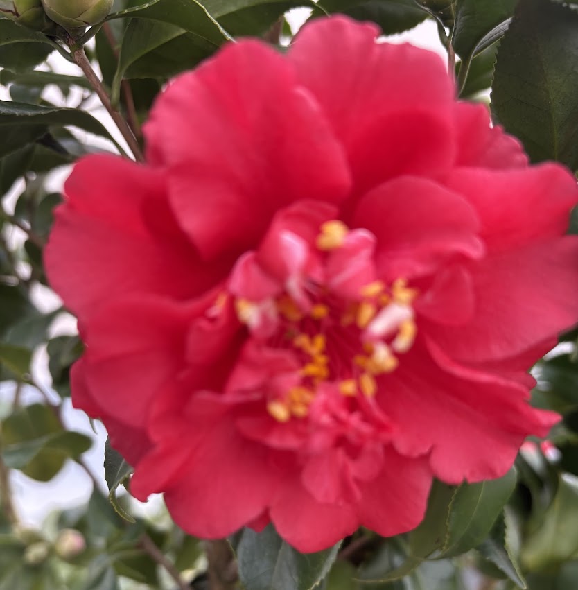 Camellia japonica 'Paula Dean'