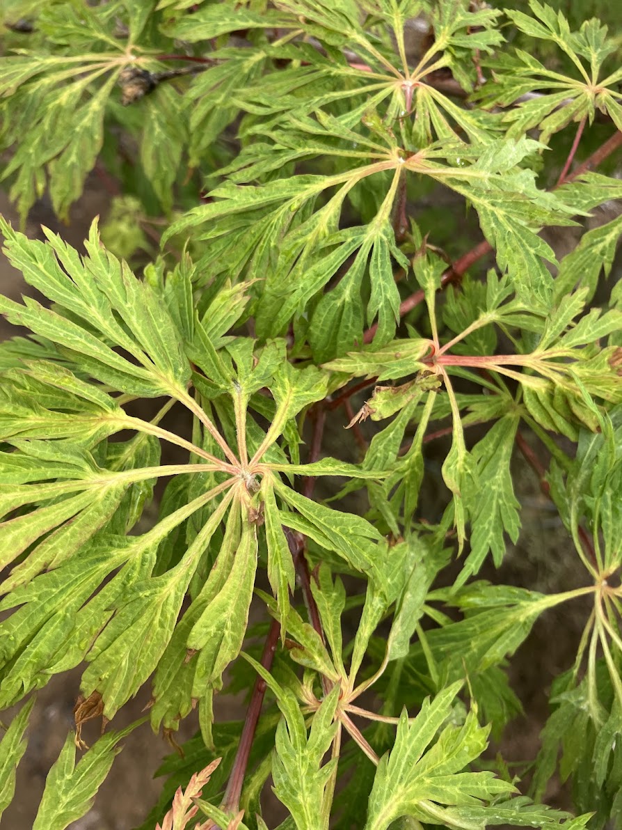Acer japonicum 'Oregon Fern'