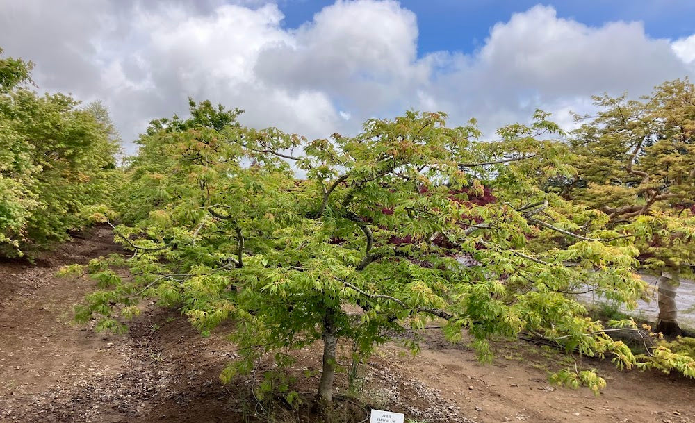 Acer japonicum 'Oregon Fern'
