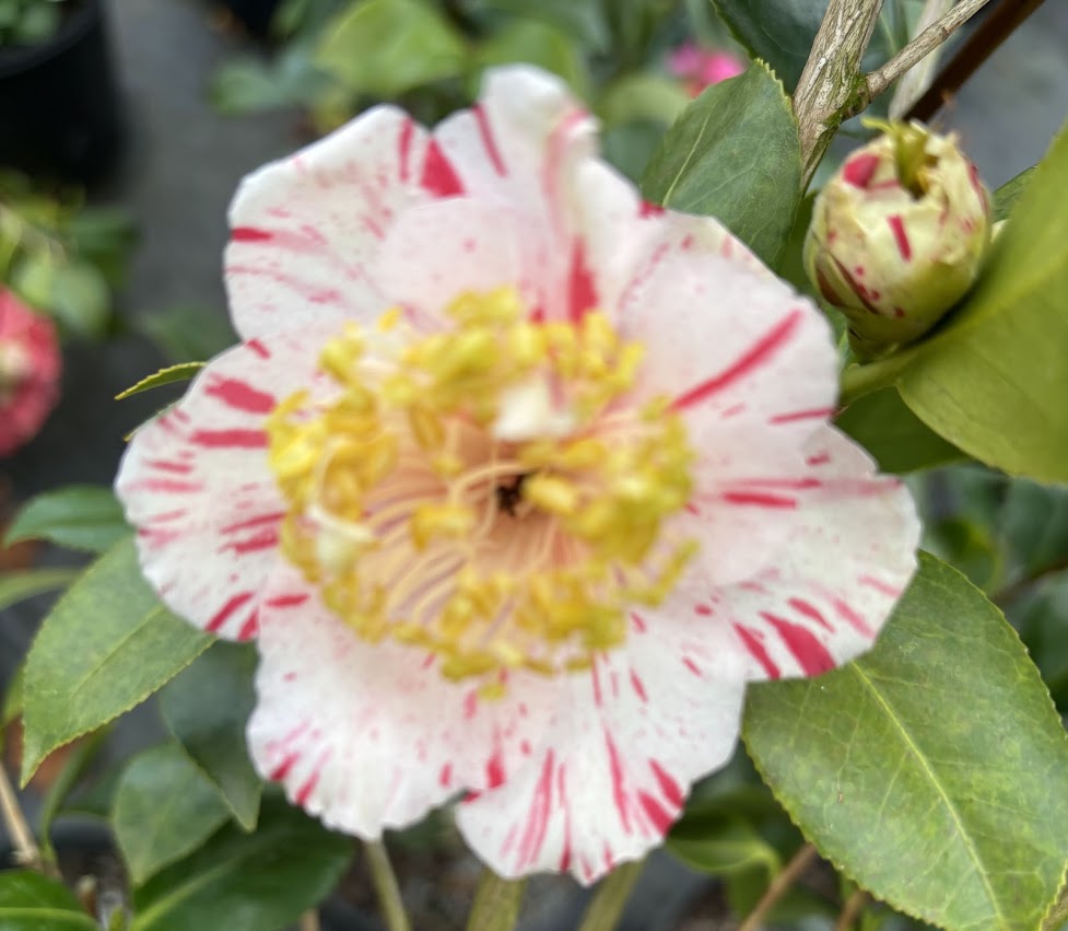 Camellia 'Psyche'