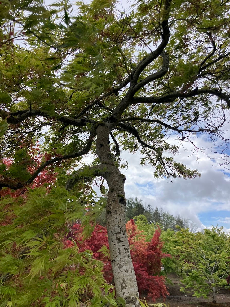 Acer palmatum 'Contorta' (Handy)