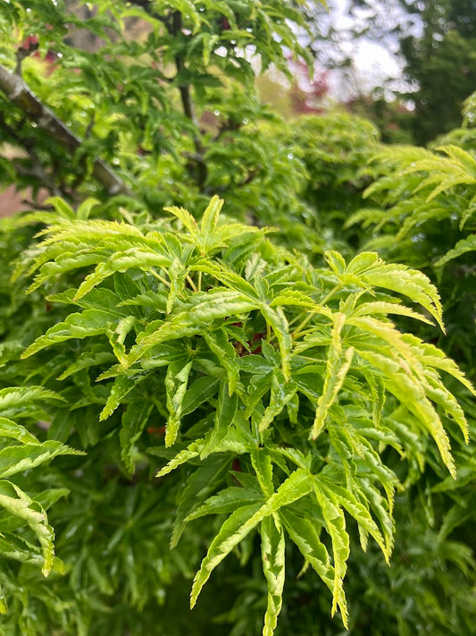 Acer palmatum 'Shishigashira'