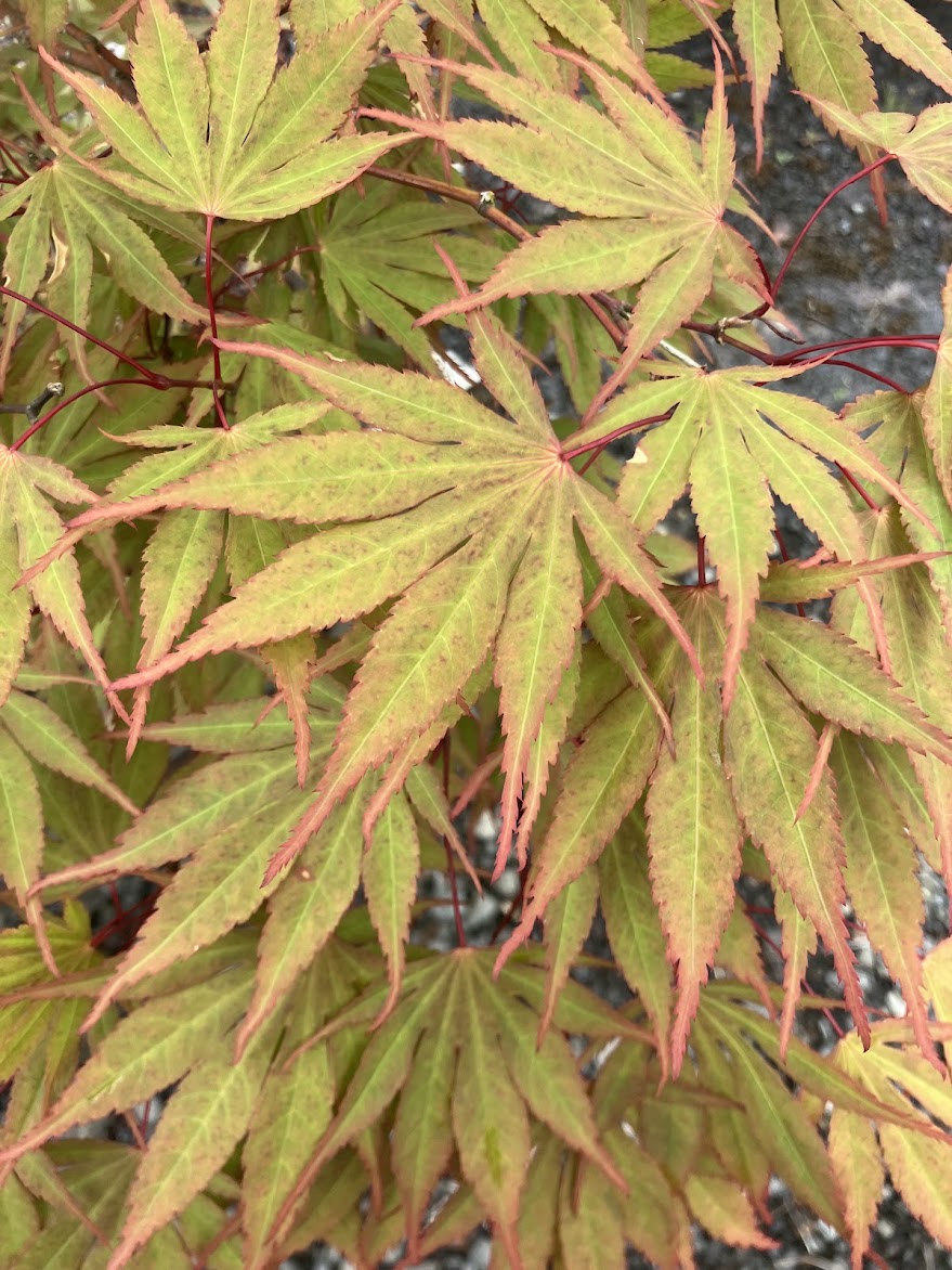 Acer palmatum 'Chitoseyama'
