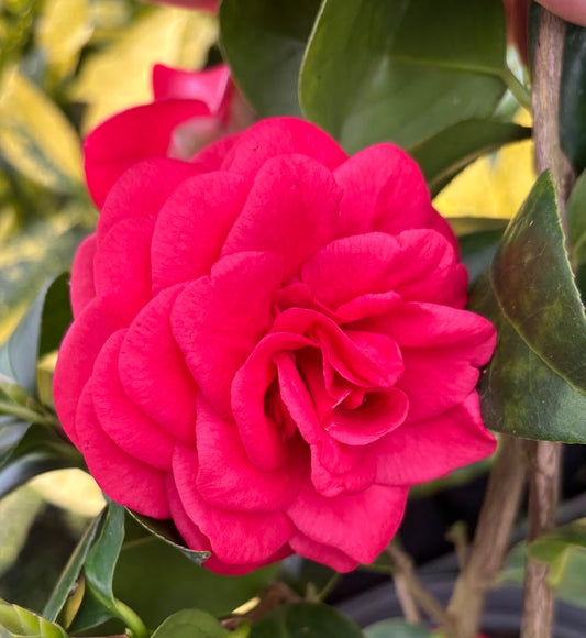 Camellia japonica 'Marchesa Margherita Serra'