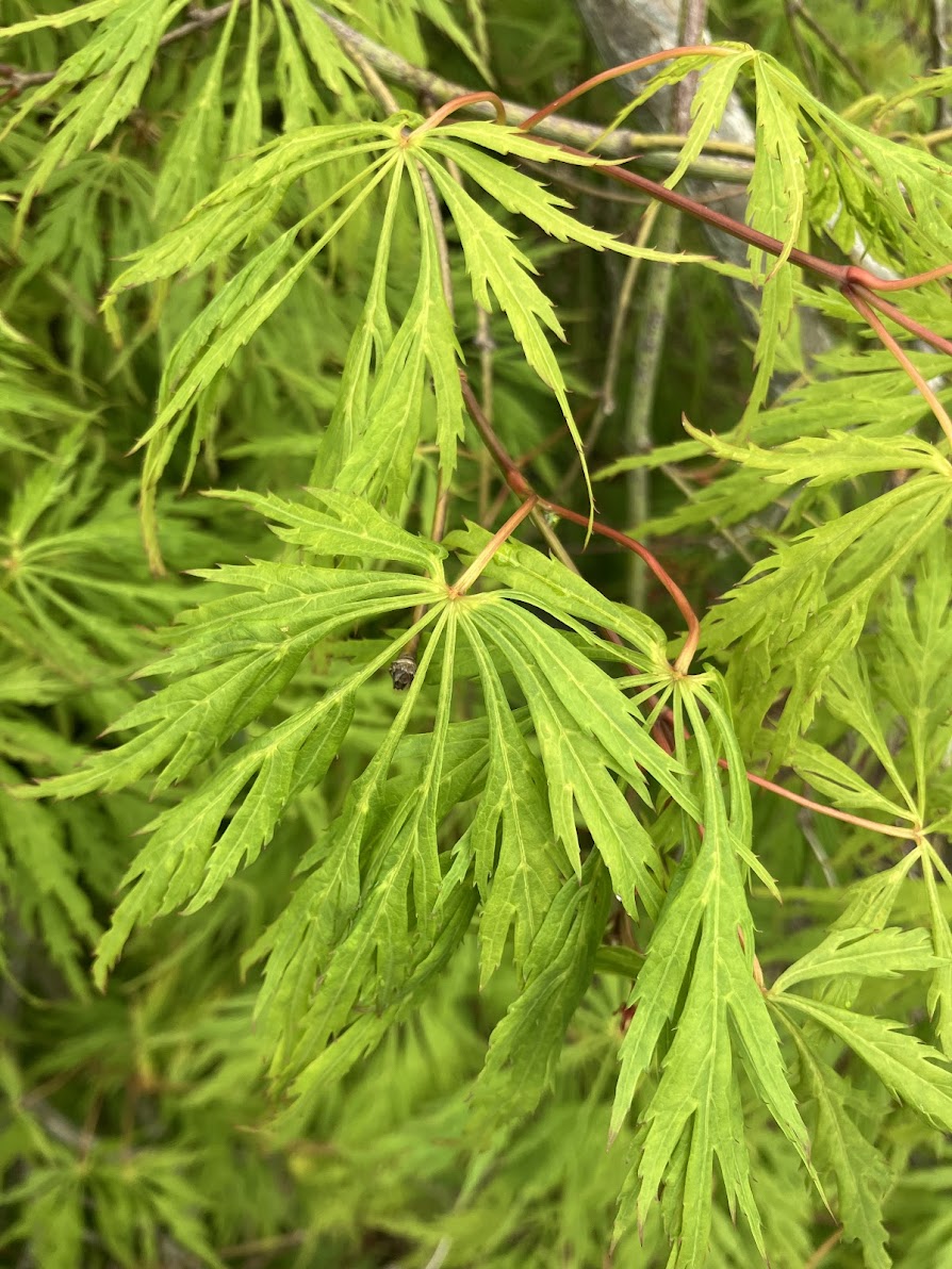 Acer palmatum 'Sekimori'