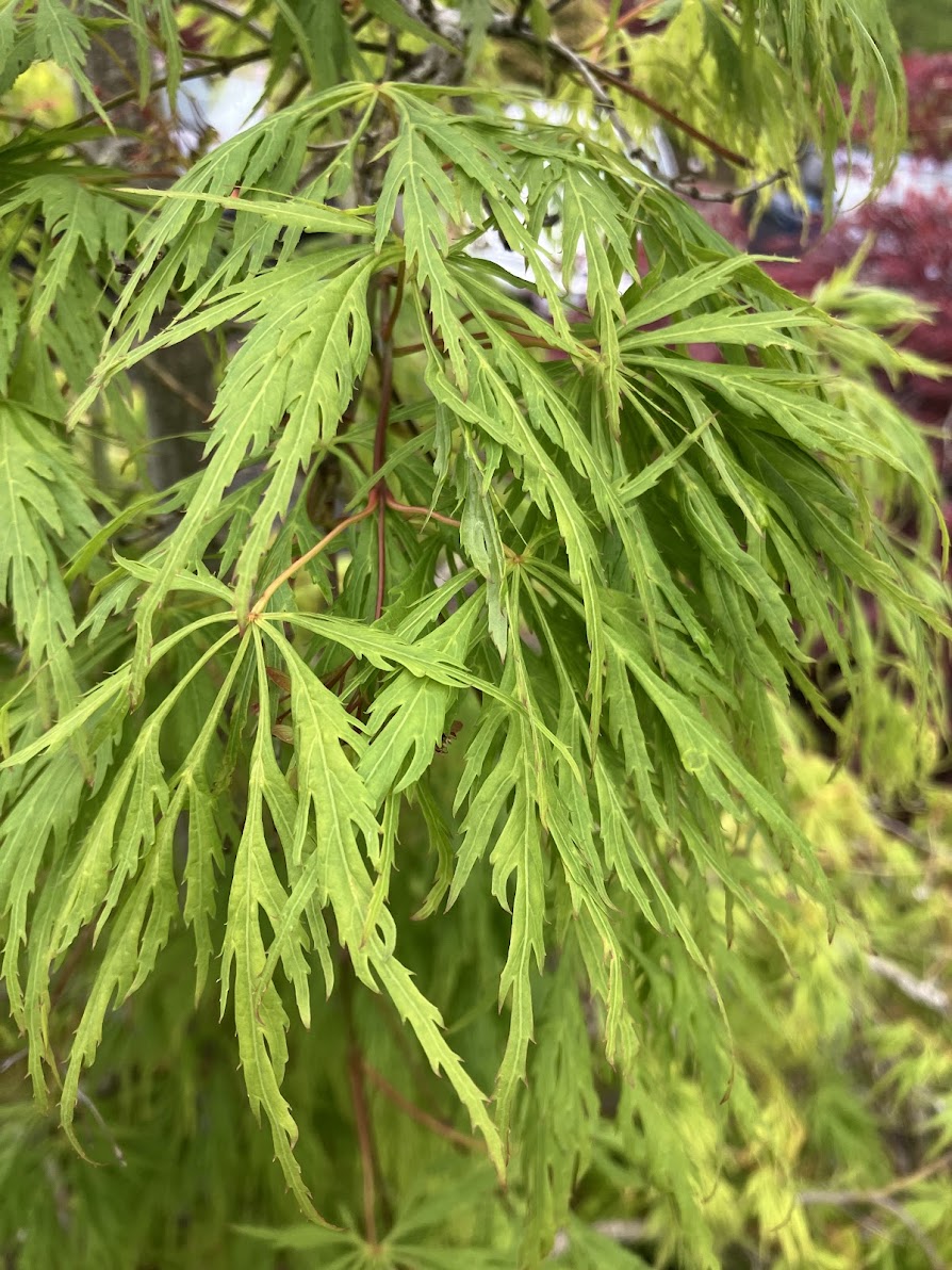 Acer palmatum 'Sekimori'