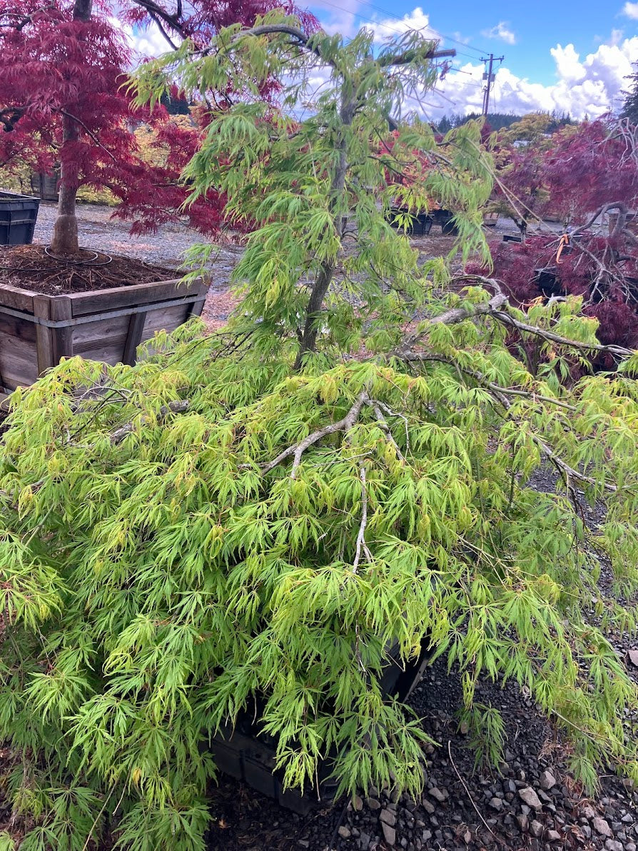 Acer palmatum 'Sekimori'