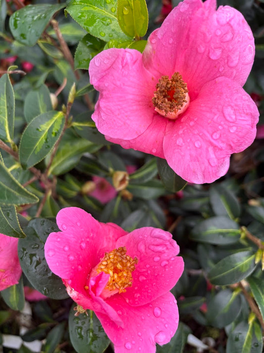 Camellia x 'Golden Spangles'