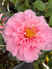 Camellia x vernalis 'Egao Corkscrew'