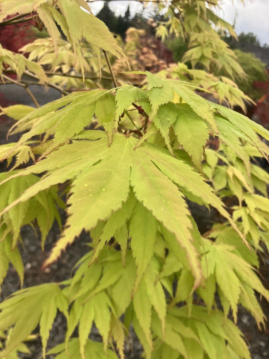 Acer palmatum 'Yellow Bird'