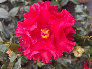 Camellia japonica 'Piemonte'