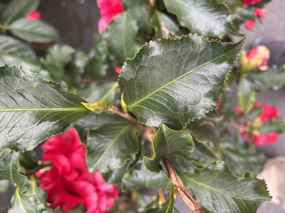 Camellia japonica 'Piemonte'