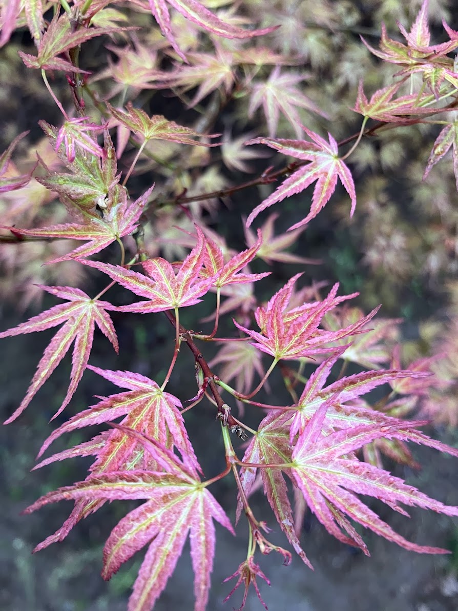 Acer palmatum 'Wilson's Pink Dwarf' – Garden Treasures Nursery