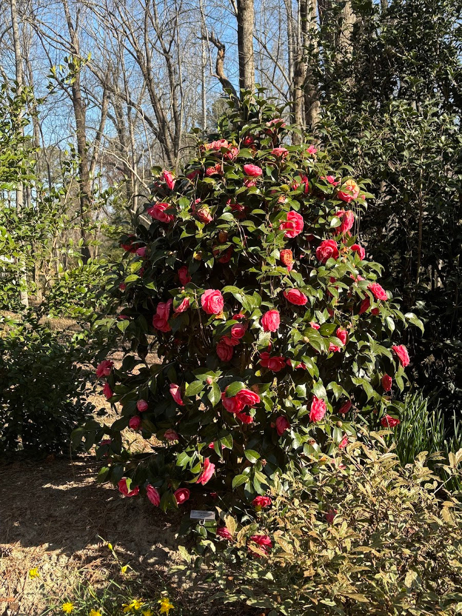 Camellia japonica 'Jack's'