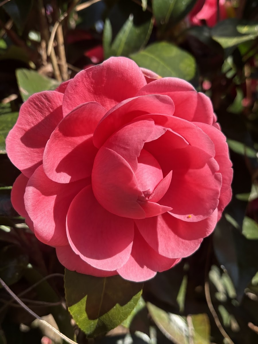 Camellia japonica 'Jack's'