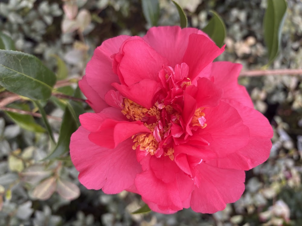 Camellia 'Eileen Crocker Hart'