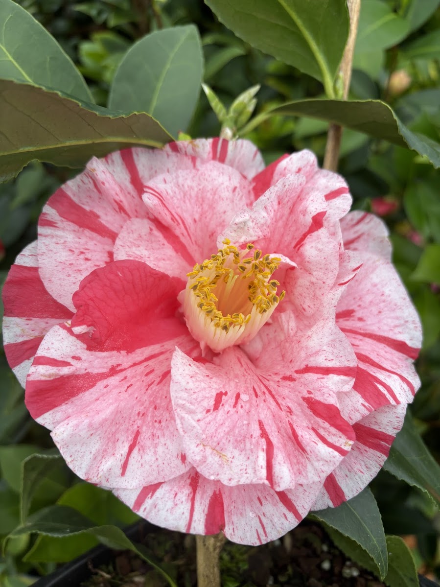 Camellia japonica 'Tricolor Superba' – Garden Treasures Nursery