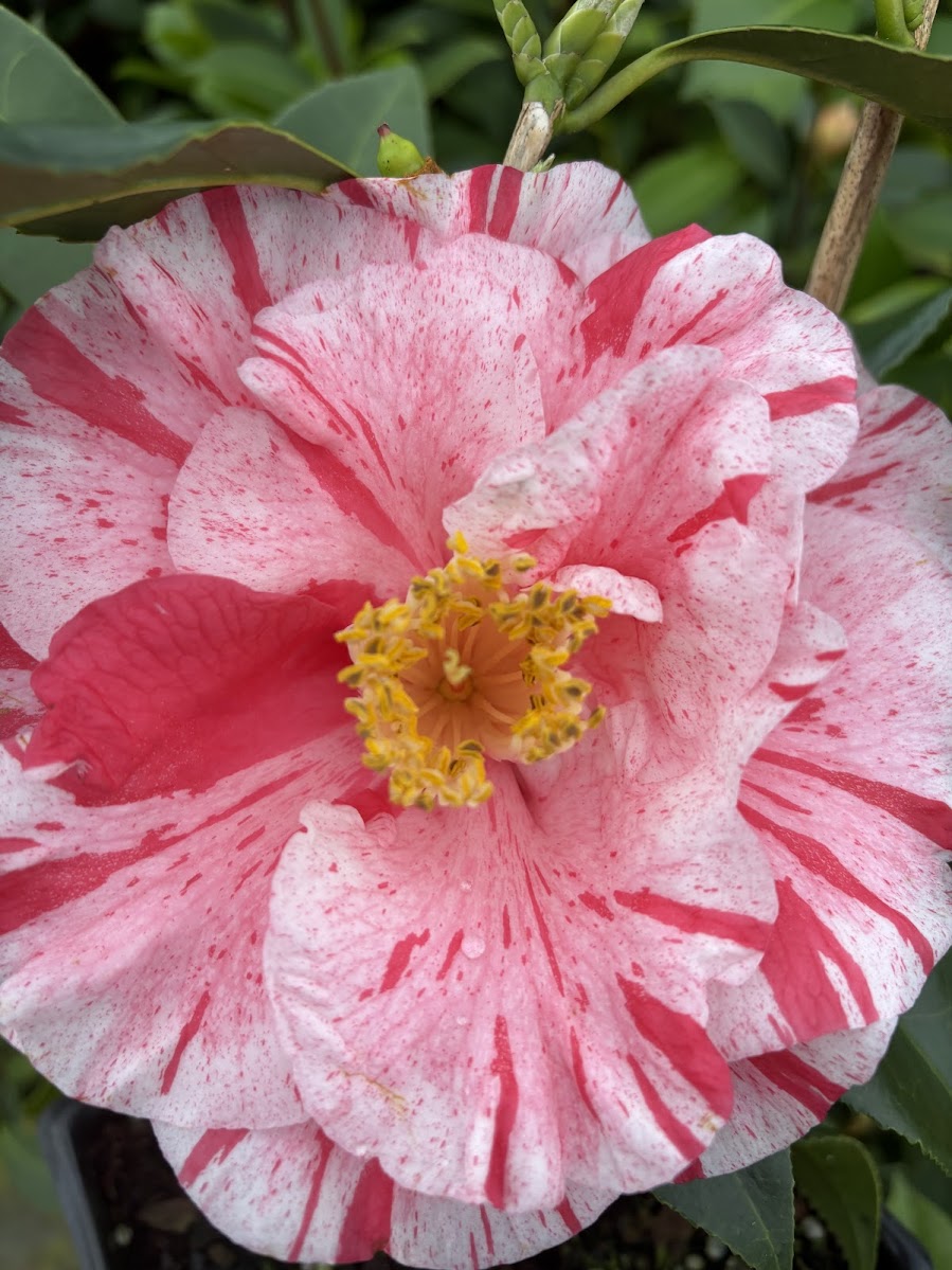 Camellia japonica 'Tricolor Superba'