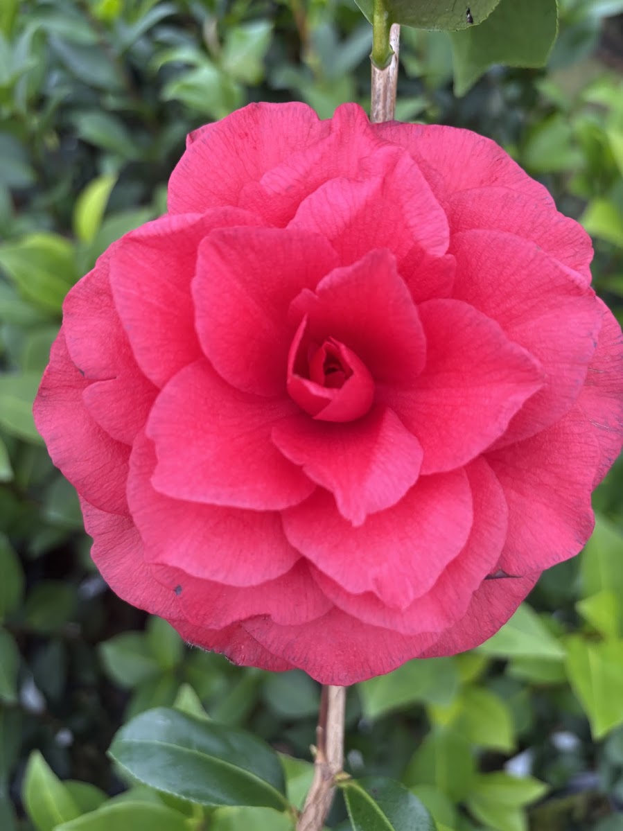 Camellia japonica 'Volgothstar'