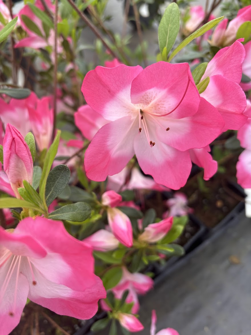 Rhododendron (Azalea) 'Vibrant'
