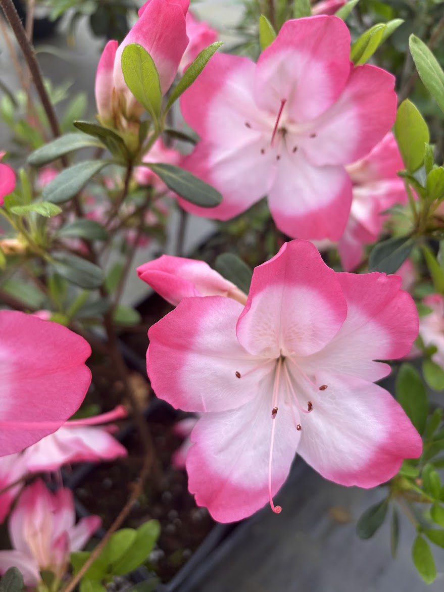 Rhododendron (Azalea) 'Vibrant'