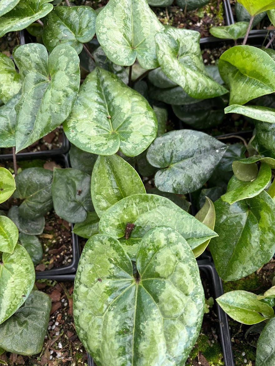 Asarum delavayi