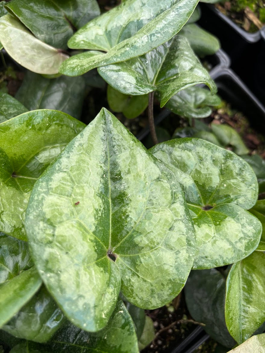 Asarum delavayi