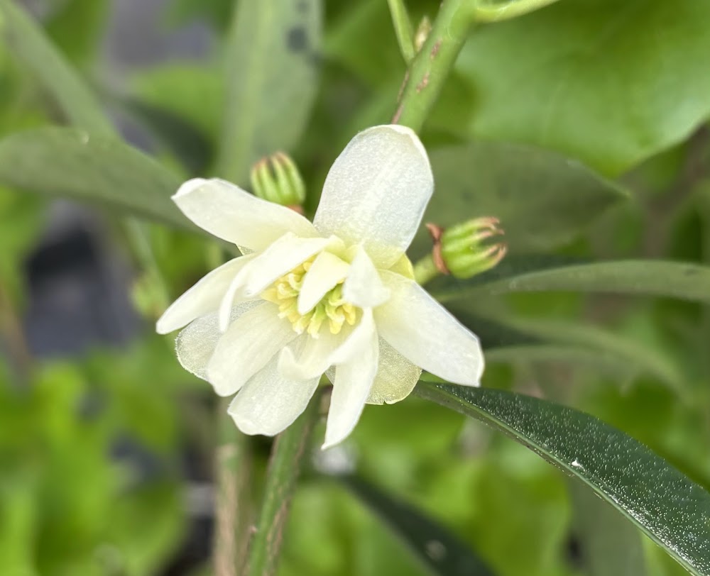 Illicium anisatum 'Pink Stars'