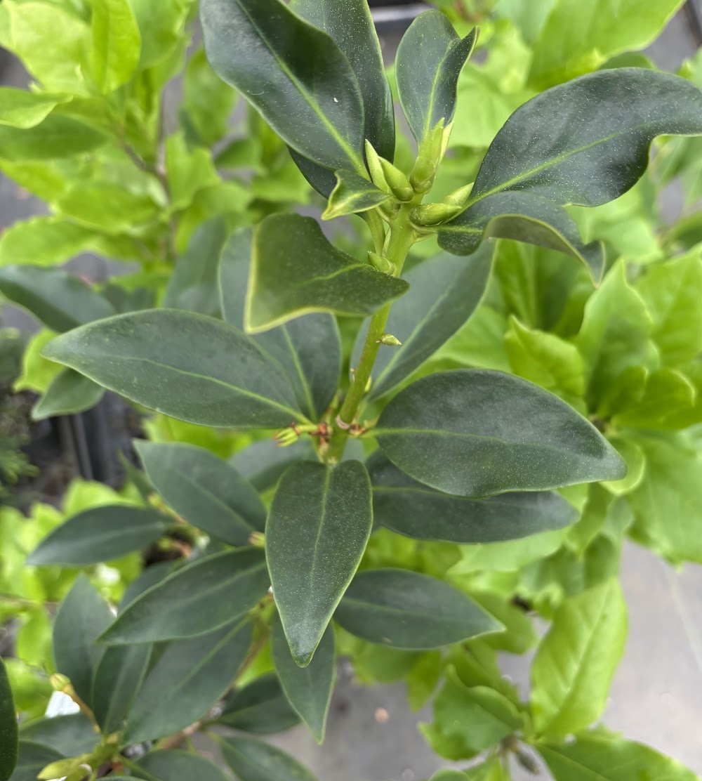 Illicium anisatum 'Pink Stars'
