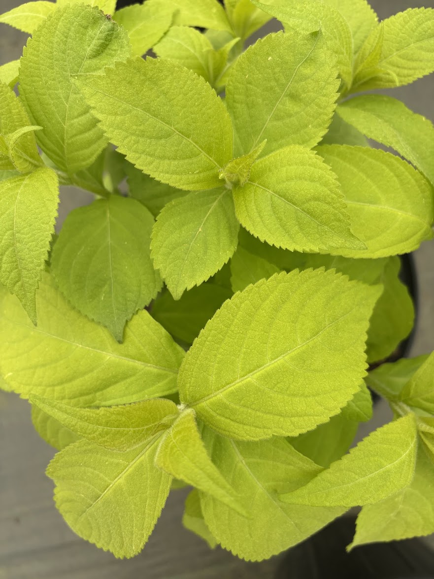 Leucosceptrum japonicum 'Golden Angel'
