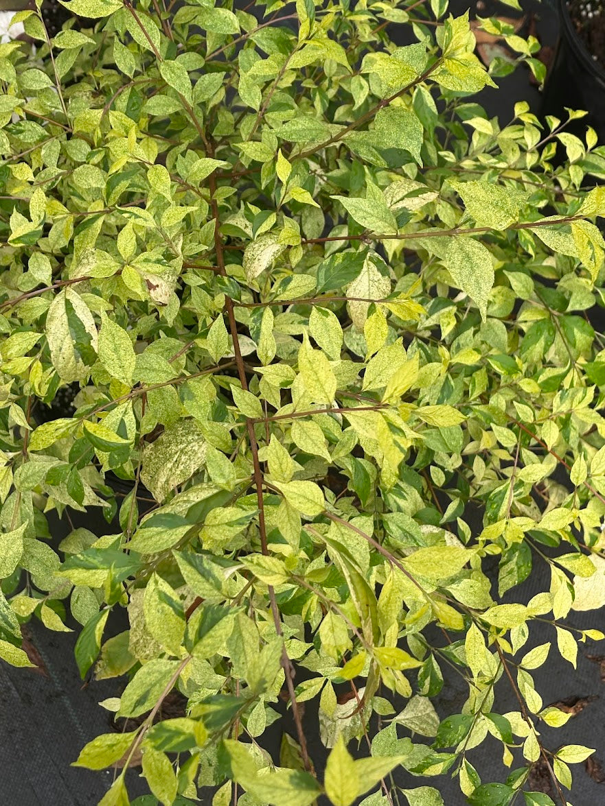 Callicarpa dichotoma 'Shiji Murasaki' (Japanese Form) RARE!!!