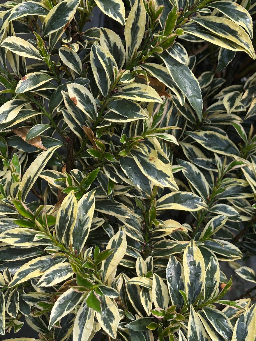 Eurya japonica 'Albo Marginata'