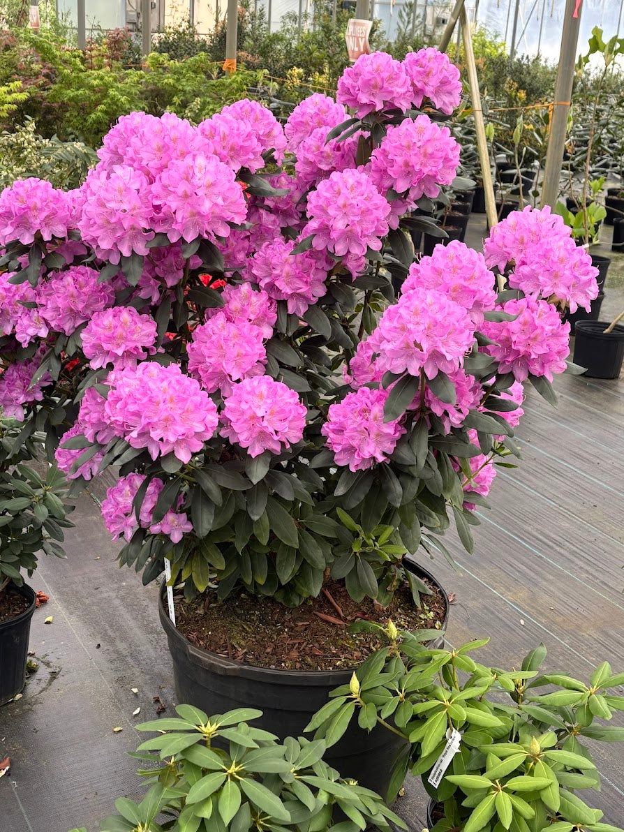 Rhododendron catawbiense 'Royal Resilience' PP 33702- EXCLUSIVE NEW RELEASE, GARDEN TREASURES INTRODUCTION