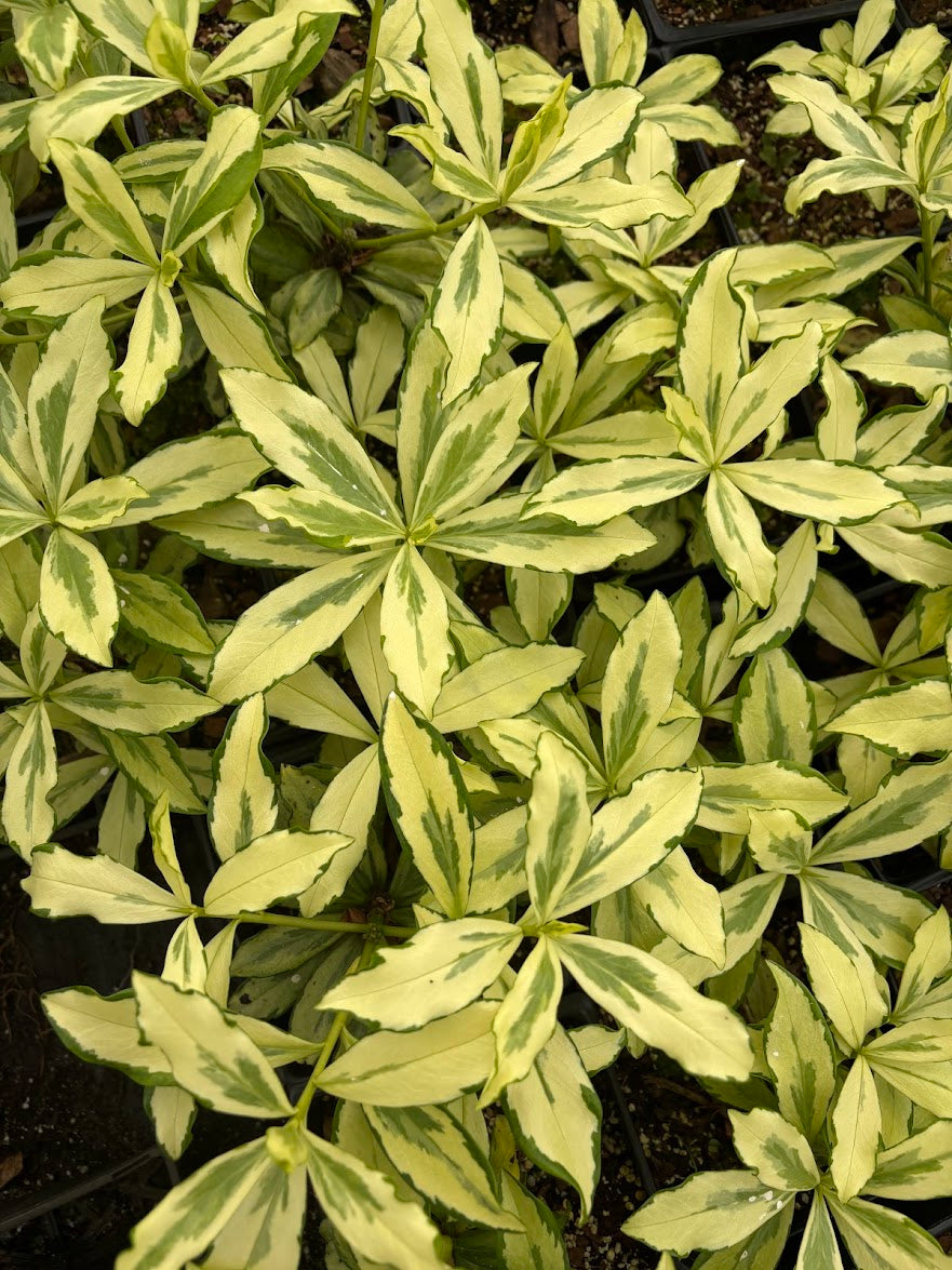 Daphne odora 'Nakafu' RARE!