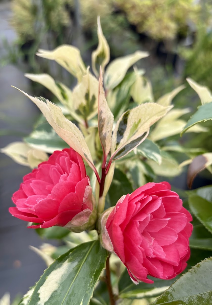 Camellia 'Elegans Chinese' RARE
