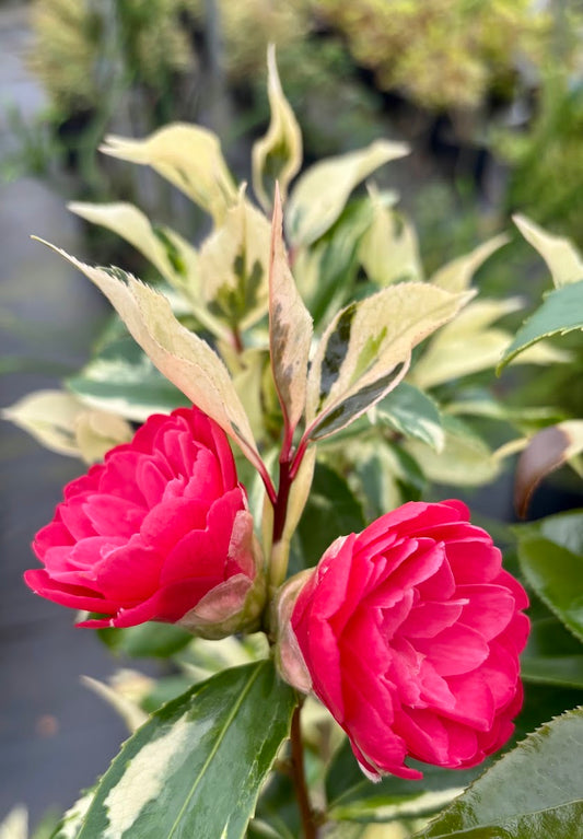 Camellia 'Elegans Chinese' RARE