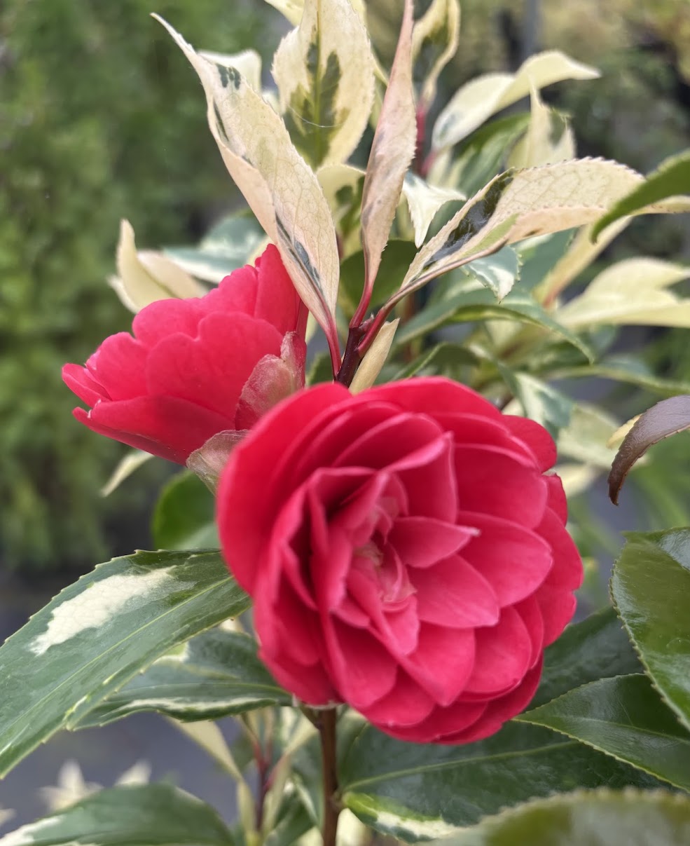 Camellia 'Elegans Chinese' RARE – Garden Treasures Nursery