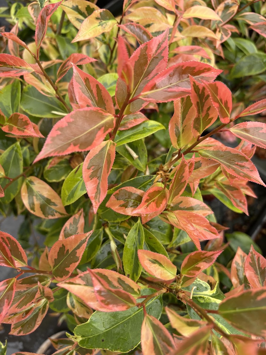 Camellia 'Gordon's Flash' - EXCLUSIVE NEW RELEASE