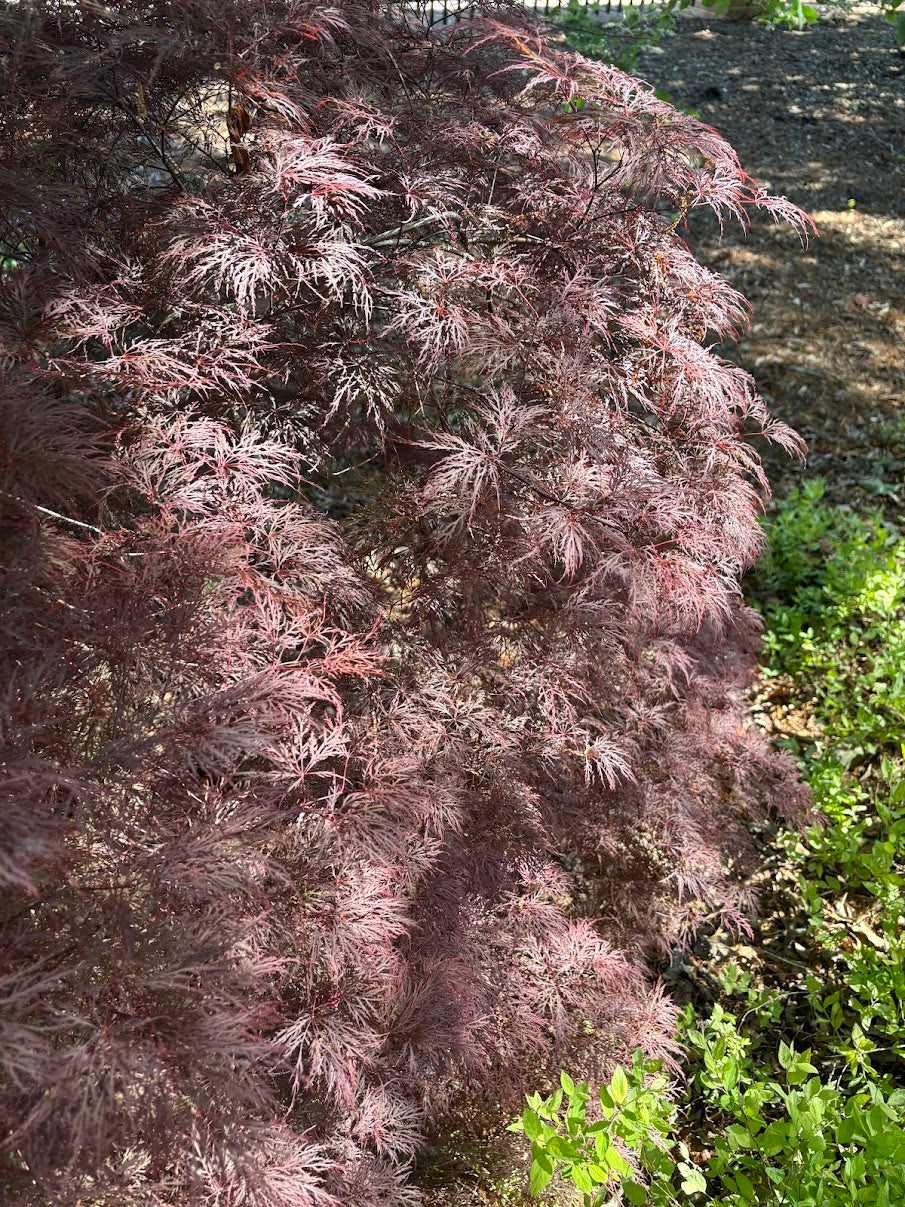 Acer palmatum 'Red Filigree Lace'