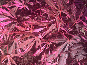 Acer palmatum 'Lileeann's Jewel'