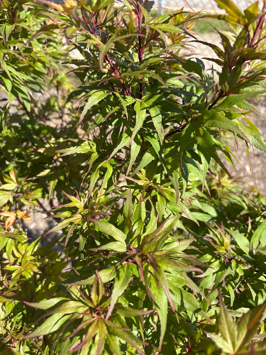 Acer palmatum 'Roxie'