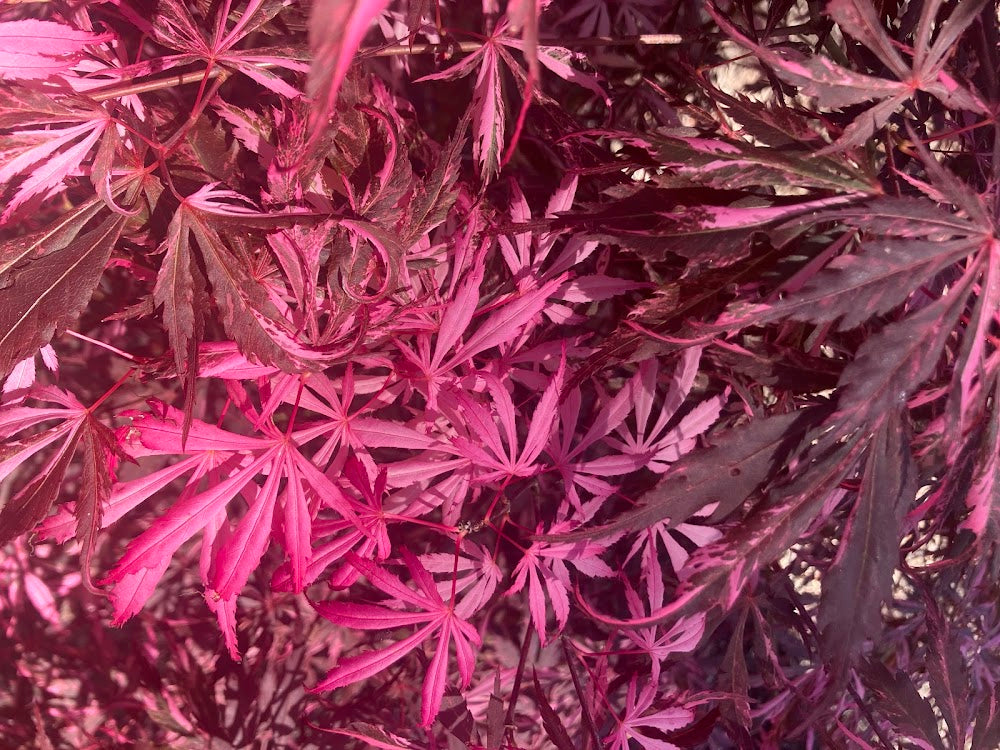 Acer palmatum 'Lileeann's Jewel'