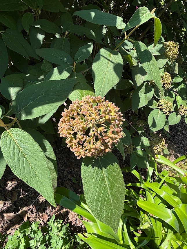 Viburnum glomeratum subsp. magnificum